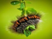 Leikur Caterpillar lirfur dýr á netinu