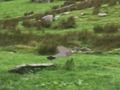 Leikur Dúfur Veiði  á netinu
