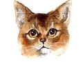 Leikur Abyssinian þraut áskorun  á netinu