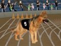 Leikur Crazy Dog Racing Fever á netinu