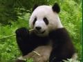 Leikur Pandas þraut  á netinu