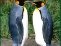 Leikur Penguin þraut á netinu