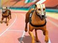 Leikur Crazy Dog Racing Fever  á netinu