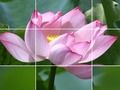 Leikur Lotus blóm  á netinu