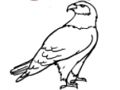 Leikur Eagle litabók  á netinu