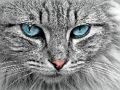 Leikur Kattauga púsluspil  á netinu