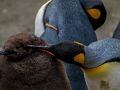 Leikur Penguin Jigsaw í keisara  á netinu