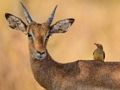 Leikur Wild Deer Jigsaw á netinu
