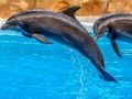 Leikur Sea Dolphin Jigsaw á netinu