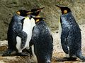 Leikur King Penguin Jigsaw á netinu