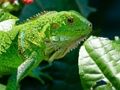 Leikur Wild Iguana á netinu