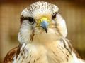 Leikur Gyrfalcon púsluspil  á netinu
