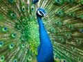 Leikur Peacock Jigsaw á netinu