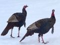 Leikur Wild Tyrkland púsluspil á netinu