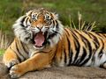 Leikur Dýr Jigsaw Puzzle Tiger  á netinu