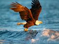Leikur Dýra Jigsaw Puzzle Eagle  á netinu