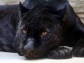 Leikur Black Panther Jigsaw á netinu