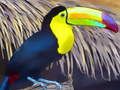 Leikur Toucan Bird Jigsaw á netinu