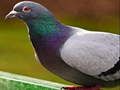 Leikur Pigeon púsluspil á netinu