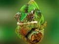 Leikur Chameleon Jigsaw á netinu