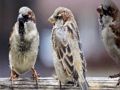 Leikur Sparrow Family Jigsaw á netinu