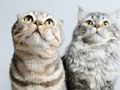 Leikur Sætur Cats Jigsaw Puzzle  á netinu