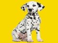 Leikur Phantom Pups Jigsaw Puzzle á netinu