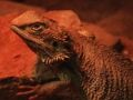 Leikur Dragon Lizard Jigsaw á netinu