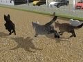 Leikur Hlaupa Cat Cat Race  á netinu