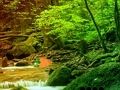 Leikur Friðsæll Rainbow Forest Escape  á netinu