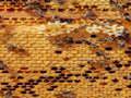 Leikur Honey Bees Jigsaw á netinu