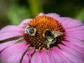 Leikur Fjólublátt coneflower púsluspil á netinu