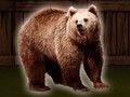 Leikur Vistaðu grizzly björninn á netinu