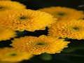 Leikur Chrysanthemums Jigsaw á netinu