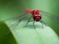 Leikur Dragon Fly Jigsaw á netinu