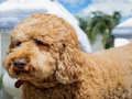 Leikur Labradoodle þraut  á netinu