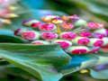 Leikur Ivy Plant Jigsaw á netinu