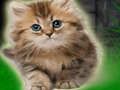 Leikur Par Kitten Escape  á netinu