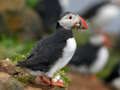 Leikur Puffin Bird Jigsaw á netinu