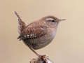 Leikur Birdlingo á netinu