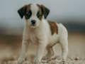 Leikur Jack Russell Jigsaw á netinu