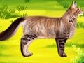 Leikur Cat Pet Doctor Tannlæknir  á netinu