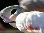 Leikur Flamingó Fugla Jigsaw  á netinu