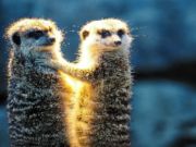 Leikur Meerkat par Jigsaw  á netinu
