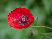 Leikur Poppy Nature Flower Jigsaw  á netinu