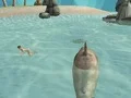 Leikur Shark Simulator Beach Killer á netinu