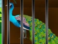 Leikur Liberate the Caged Beauty á netinu