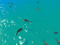 Leikur Hungry Shark Hunt á netinu