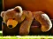 Leikur Plush Teddy Bear á netinu