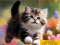 Leikur Puzzle Sliding Kittens á netinu